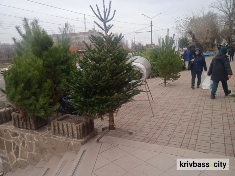 В Україні державні лісгоспи розпочали реалізацію різдвяних ялинок: які ціни на хвойні цьогоріч