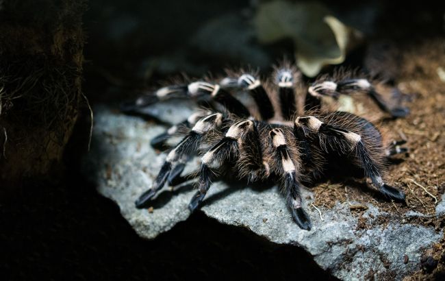 В Україні почали прокидатися тарантули - фото ілюстративне з відкритих джерел