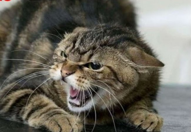 Сказ у тварин, фото з відкритих джерел