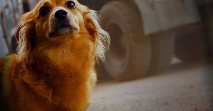 В Кривом Роге нелюди подожгли будки бездомных собак (видео)