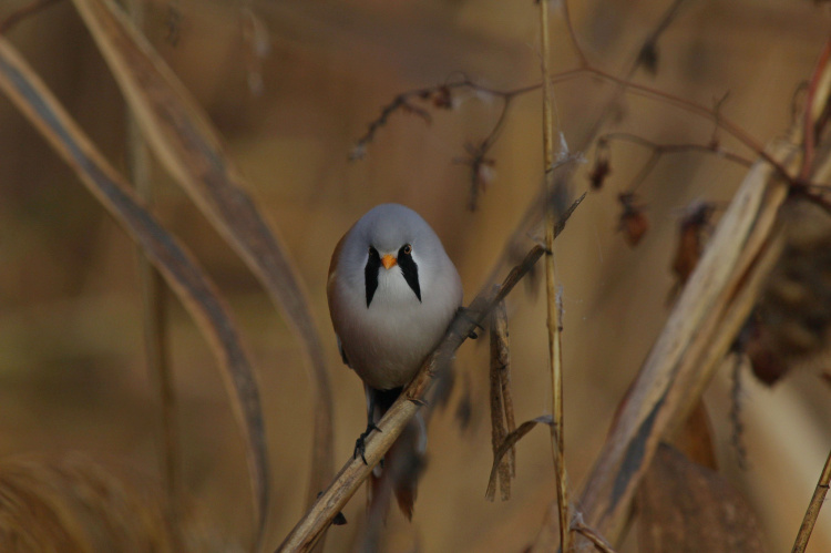 фото Ірини Карпець