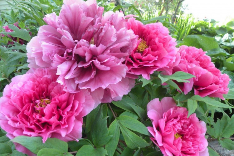 Все про осінню пересадку та обрізання півоній - фото з відкритих джерел