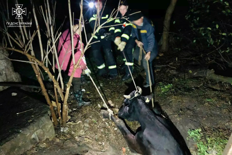 Впала у яму: на Криворіжжі надзвичайники дістали корову з пастки