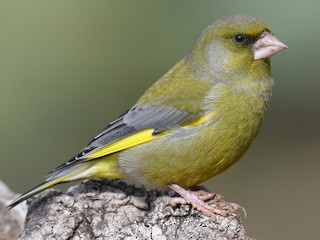 Зеленяк звичайний, фото з відкритих джерел 