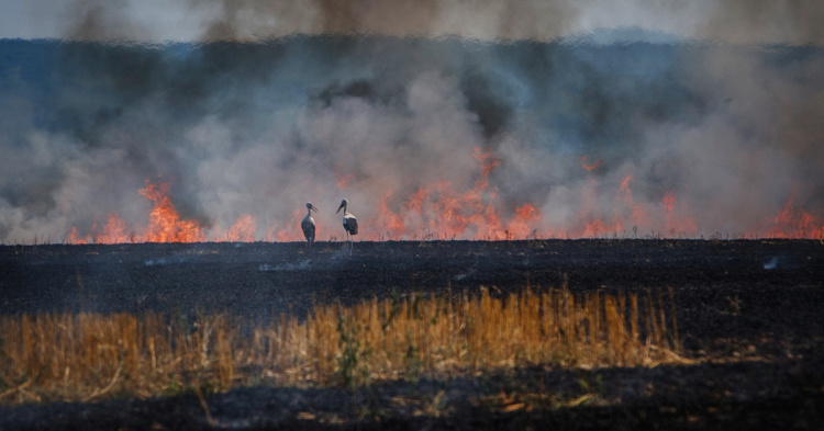 Фото з відкритих джерел