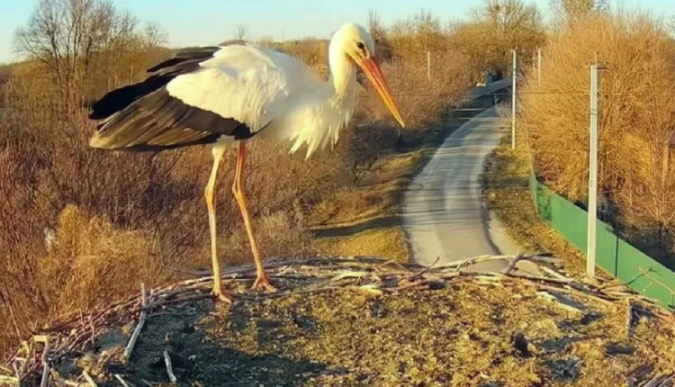 Лелека вже вдома? У гнізді помітили першого птаха - фото з відкритих джерел