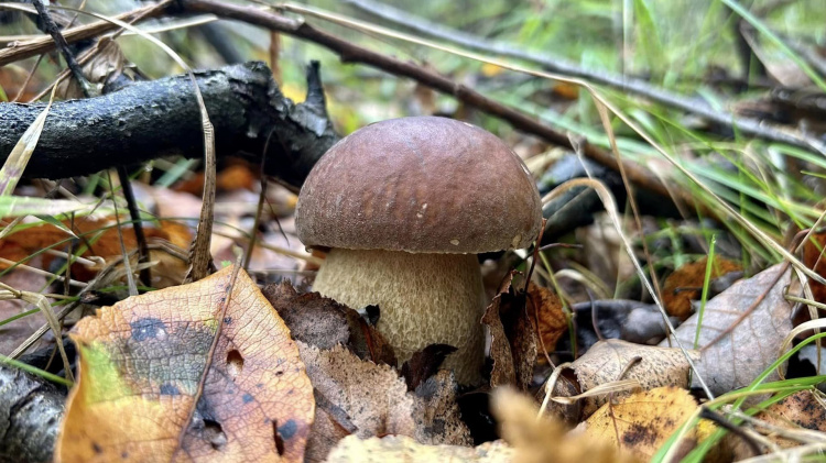 Пізні гриби: які види ростуть у листопаді - фото з відкритих джерел