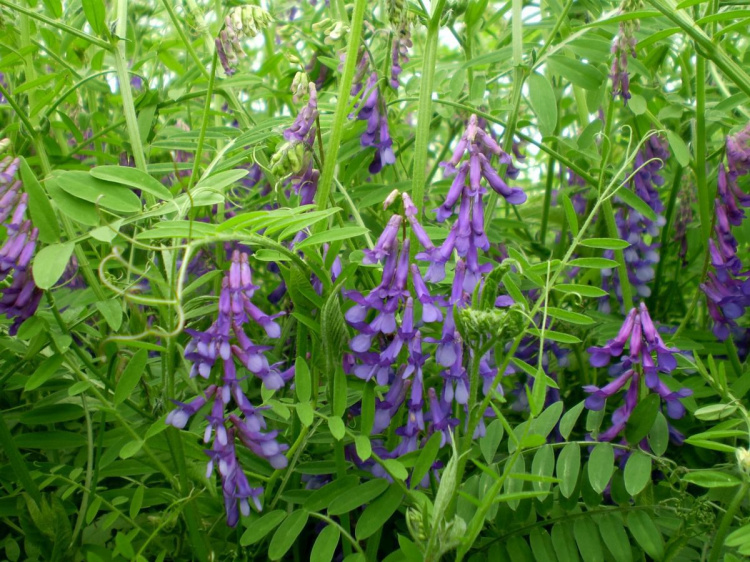 Азотова магія: рослини, що роблять ваш сад щасливим - фото з відкритих джерел