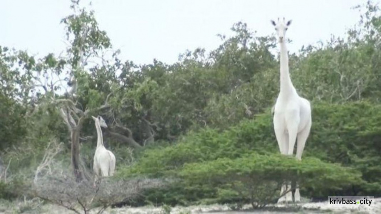 Нічого святого – у Кенії браконьєри вбили двох білих жирафів