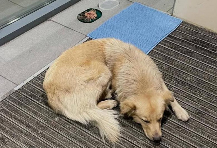 В Україні оновлять правила перебування тварин у закладах торгівлі: що відомо