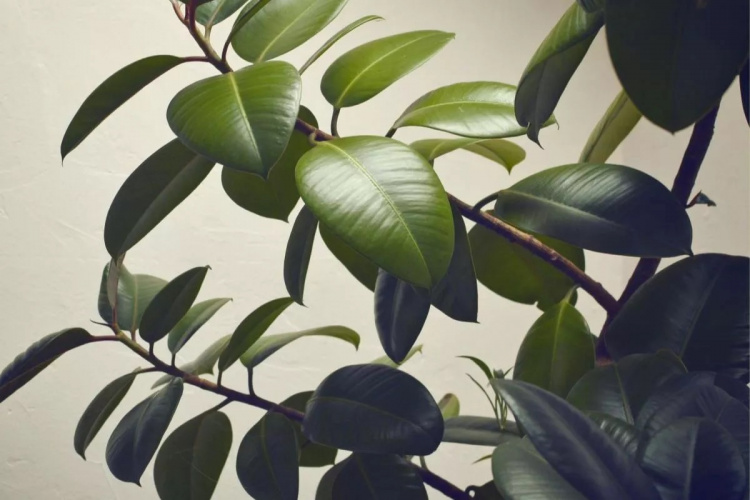 Фікус із живця: найпростіші методи укорінення - фото з відкритих джерел