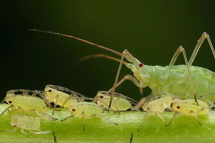 Як врятувати рослини від попелиці: народний метод, який реально працює