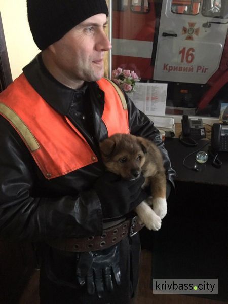 В Кривом Роге спасателей вызвали на помощь ребенку – оказалось, что плакал щенок (фото)