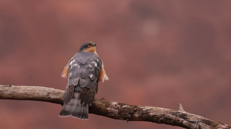 фото Віктора Севідова