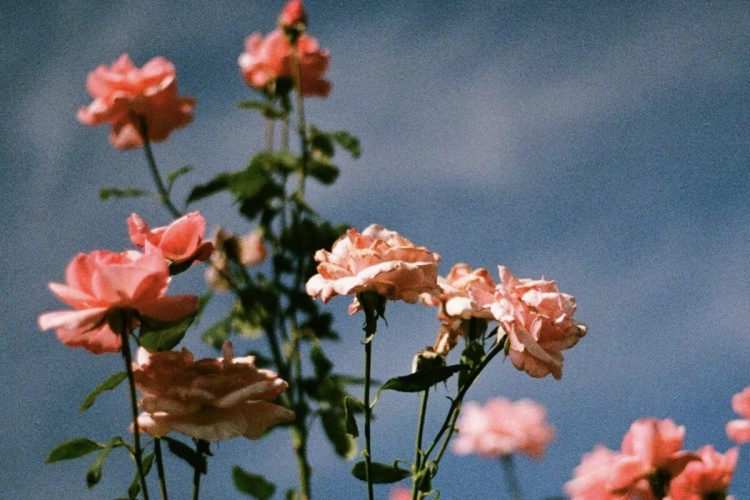 Коли і як пересаджувати троянди, щоб не втратити цвітіння - фото з відкритих джерел