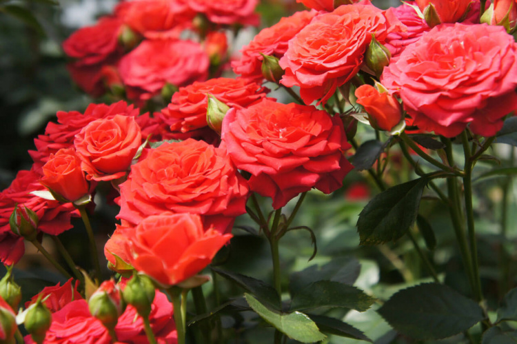 Як правильно пересаджувати троянди у відкритий грунт: поради садівникам