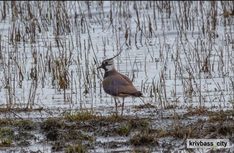 На Криворіжжі помітили птаха з Червоної Книги: що кажуть екологи