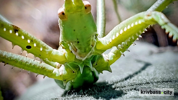 Фото Світлани Кияк