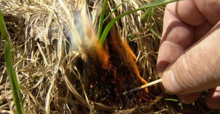 Жителям Кривого Рога напомнили о штрафе за сжигание листьев и сухой травы