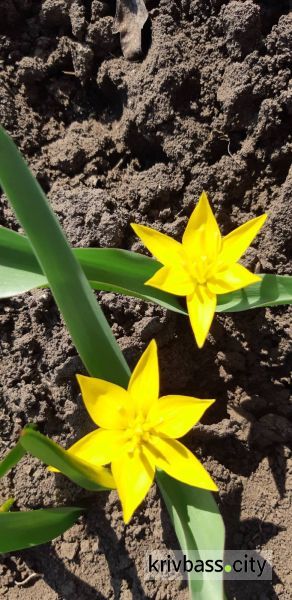 У ботанічному саду криворіжці проводять акцію «Посади 1 000 000 дерев!»