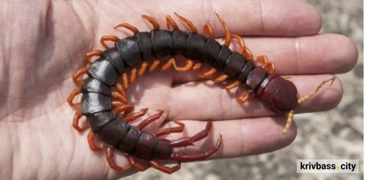Сколопендри активізувалися, фото з відкритих джерел