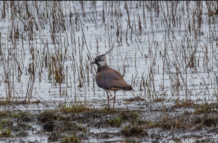На Криворіжжі помітили птаха з Червоної Книги: що кажуть екологи