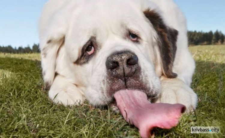 Чудо природы: найдена собака с самым длинным языком в мире (ВИДЕО)