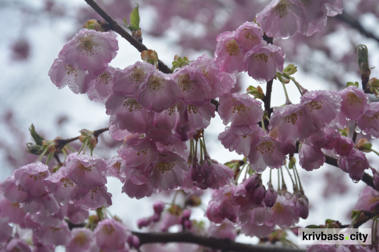 Квітнуть сакури і магнолії: криворіжців запрошують до ботанічного саду