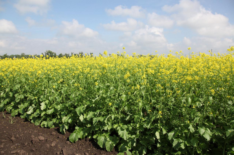Гірчиця на городі: природний захист і підживлення ґрунту - фото з відкритих джерел