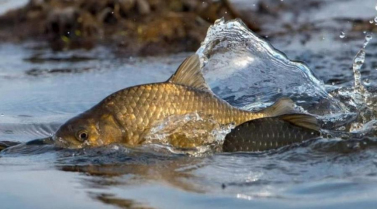 Фото пресслужби Дніпропетровської ОВА