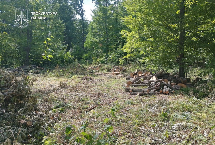 Незаконна вирубка лісу - фото Прокуратура України
