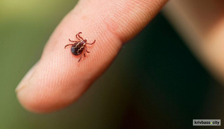 укус кліща, фото ілюстративне