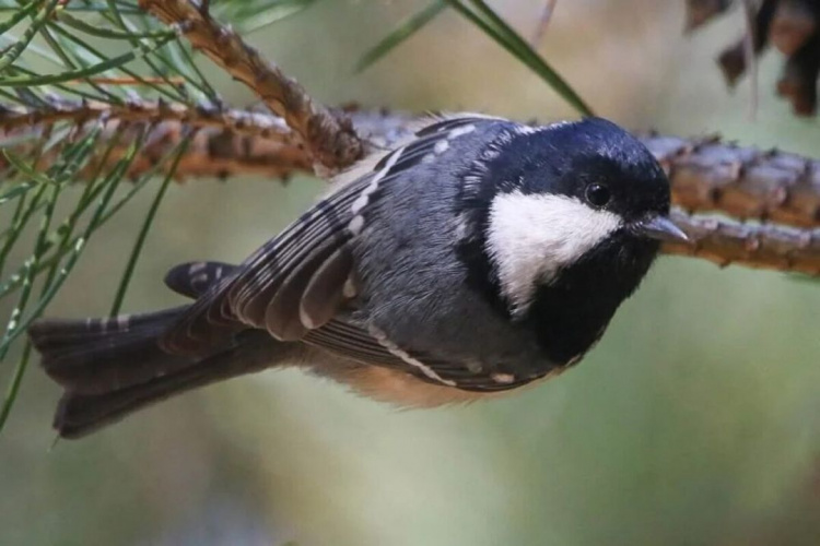 Чорна синиця - фото Юрій Мухін