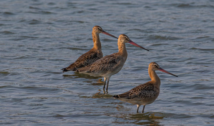 Великий веретенник - фото спільнота "Природа Криворіжжя"