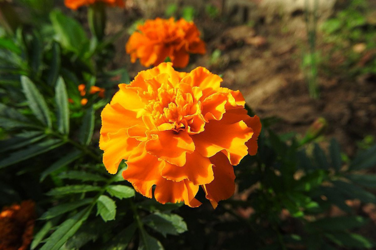 Як використати чорнобривці з користю - фото з відкритих джерел