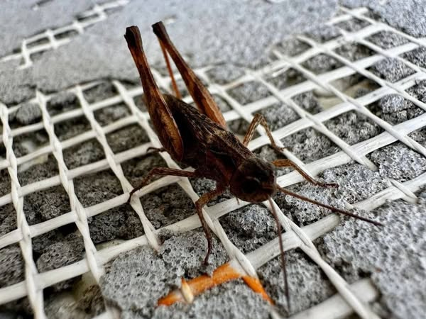 Сарана - фото Олена Сердюк