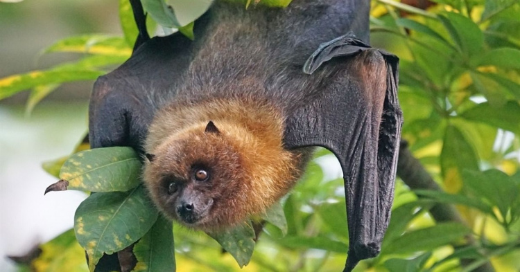 Червонокнижні сусіди: чому важливо закривати вікна у відпустку - фото з відкритих джерел