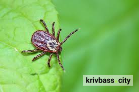 Сезон кліщів розпочато, фото з відкритих джерел 